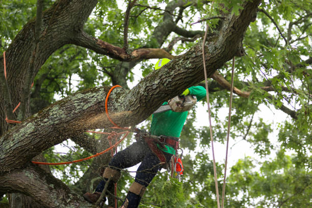 Lawn Pest Prevention in Conley, GA