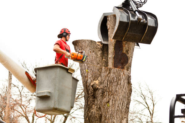 Best Stump Grinding and Removal  in Conley, GA