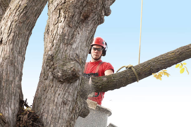 Best Tree and Shrub Care  in Conley, GA